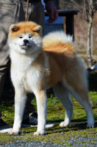 Boushuu No Kotohime Go Tatsuya Kensha