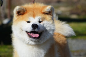 Boushuu No Kotohime Go Tatsuya Kensha (3)