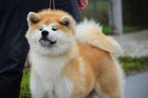 Boushuu No Kotohime Go Tatsuya Kensha