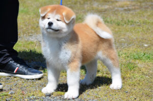 Akita Inu štenci