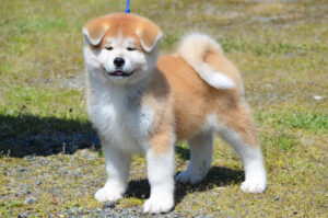 Japanese Akita puppy