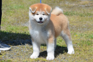 Akita Inu