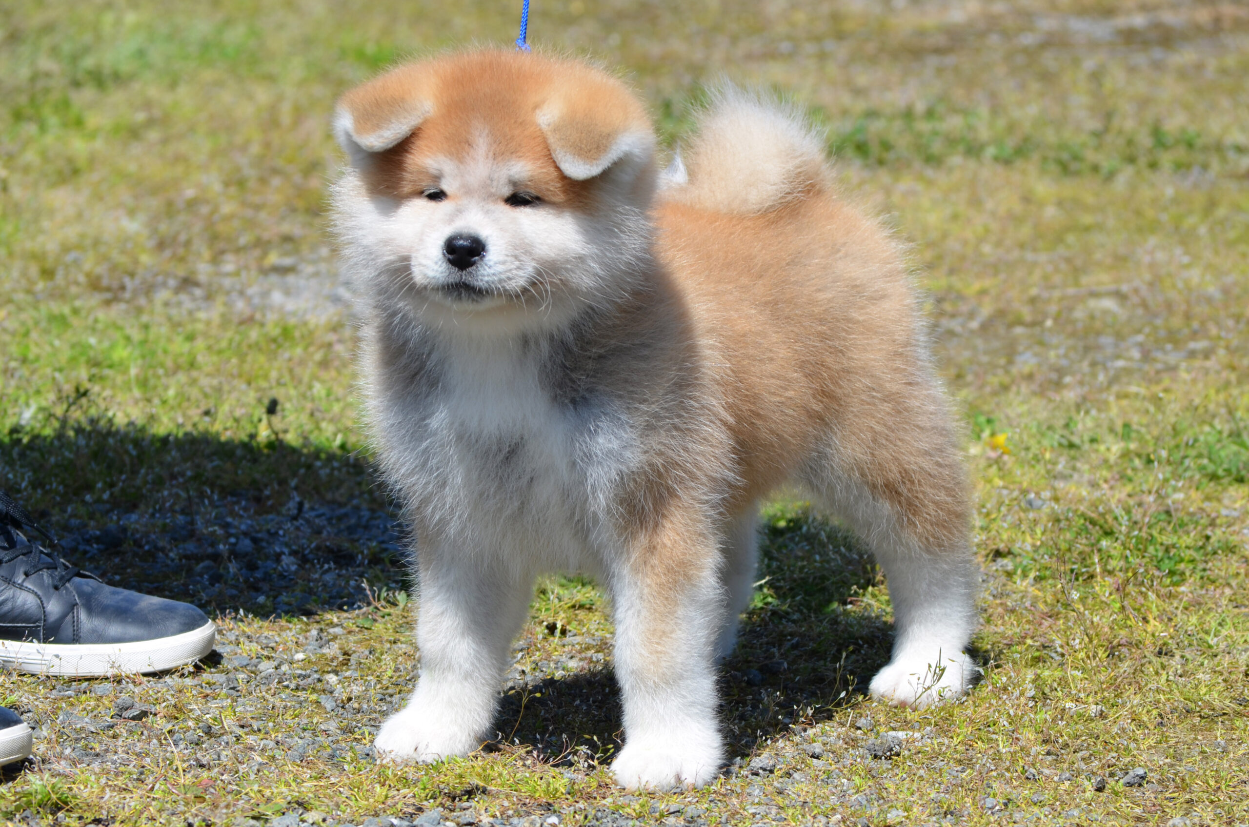 Japanska Akita štene