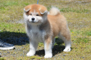 Japanese Akita puppy
