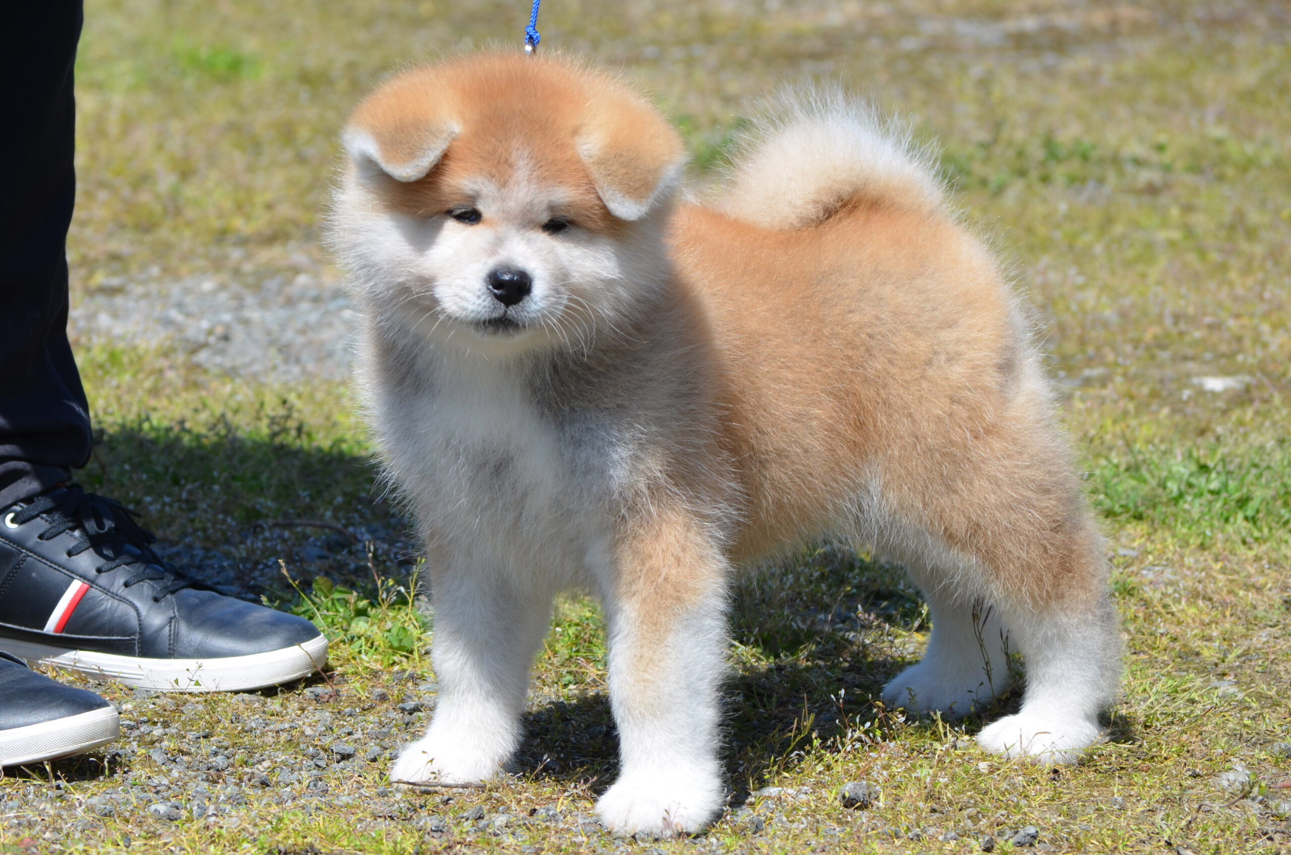 Akita puppy