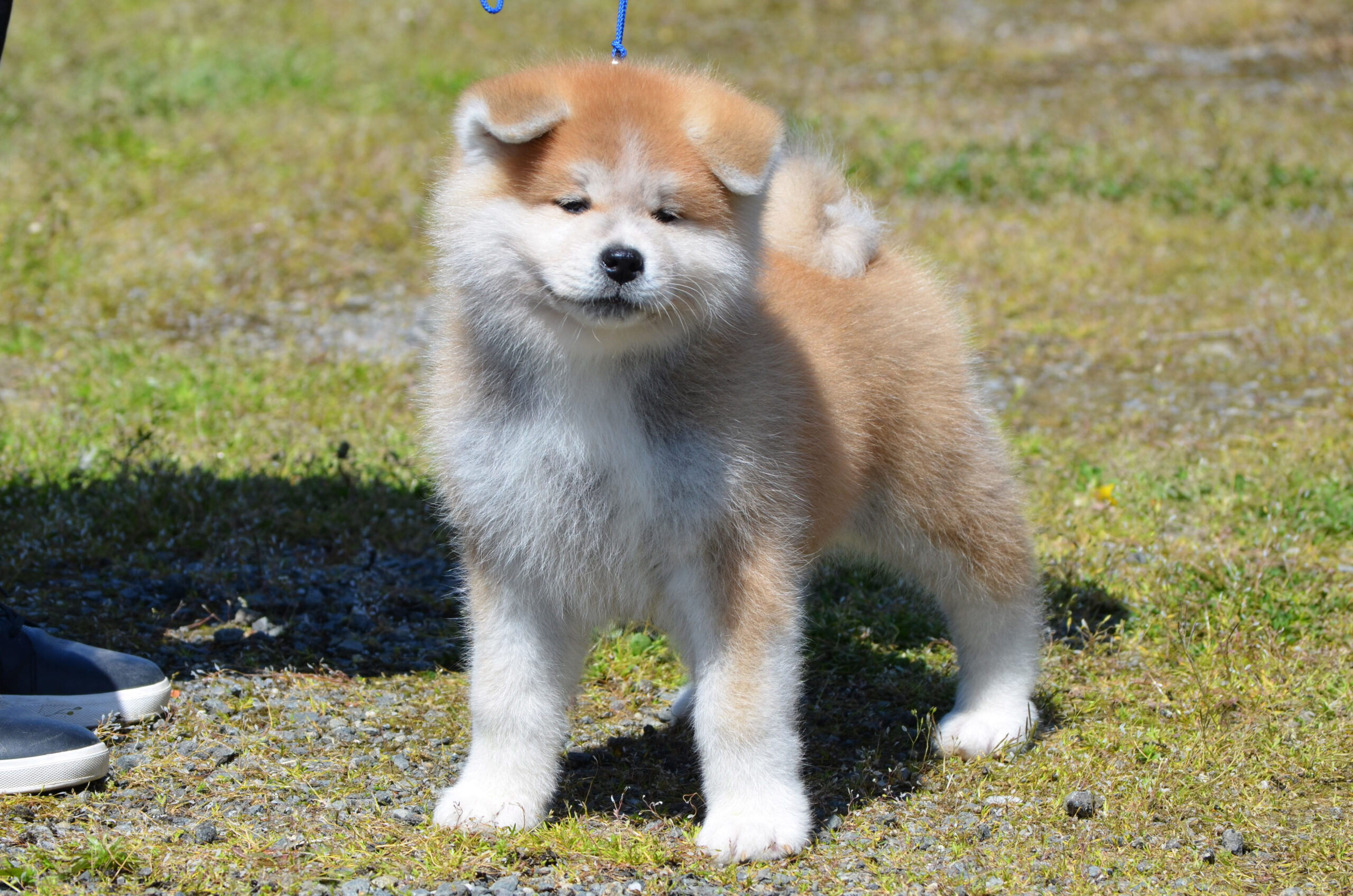 Akita Inu štene